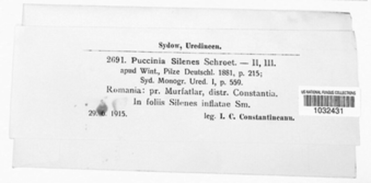 Puccinia behenis image